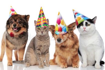 The Next 70 Things To Immediately Do About Funny Cat Videos