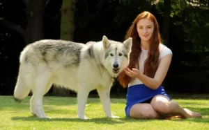 Here's Why 1 Million Customers In the US Are FEIST DOG BREED