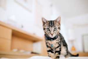 cute cats