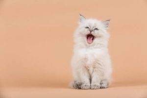 cute cats