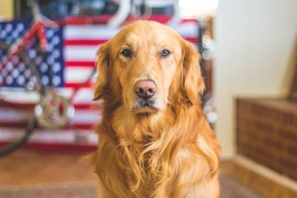 Here's Why 1 Million Customers In the US Are FEIST DOG BREED