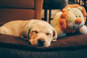 These 7 Secrets Will Make Your Teddy Bear Dog Look Amazing