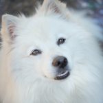 These 7 Secrets Will Make Your Teddy Bear Dog Look Amazing