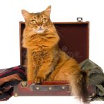 Brown Cats
