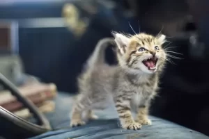 Cat Meowing