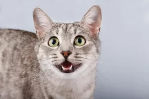 Cat Meowing