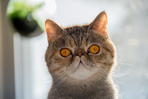wild cats