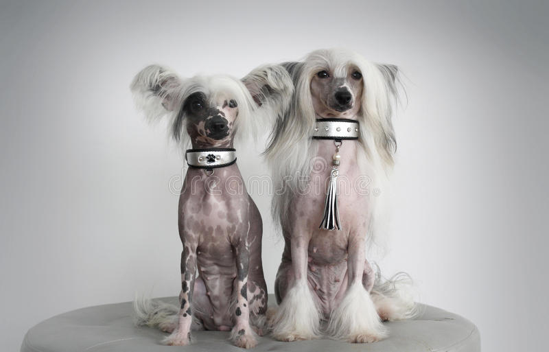 Dog Training collars